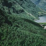Fjord shoreline seen from above, forested slopes meeting the water